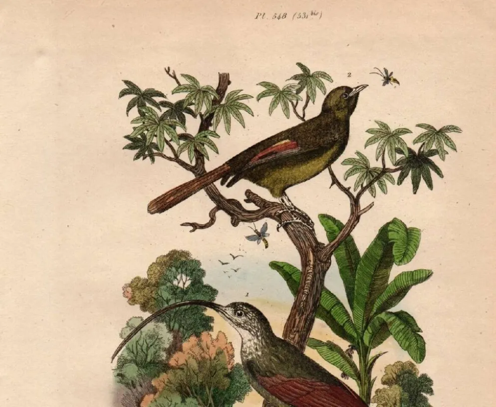 Gravure ancienne de 1839 - Picucules par A.Fries