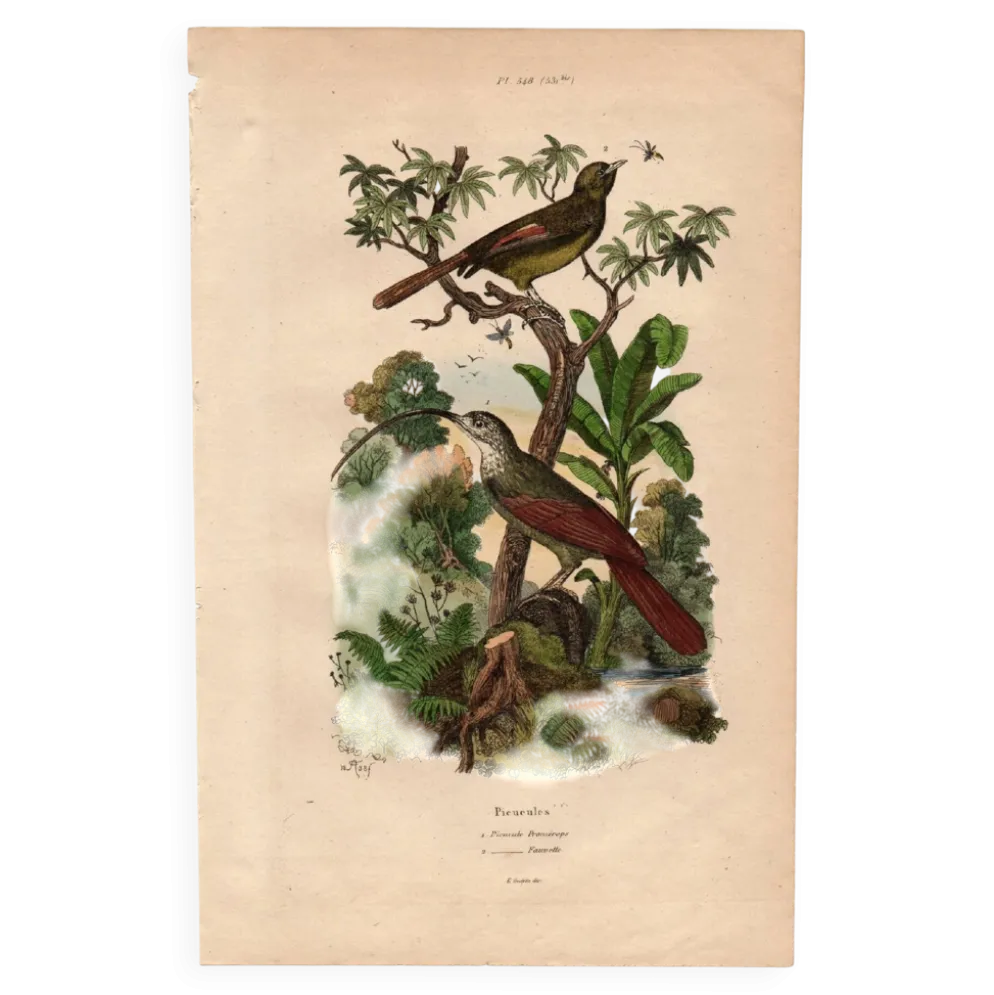 Gravure ancienne de 1839 - Picucules par A.Fries