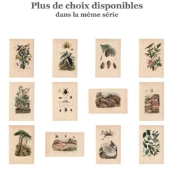 Gravure ancienne de 1839 - Picucules par A.Fries