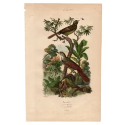 Gravure ancienne de 1839 - Picucules par A.Fries