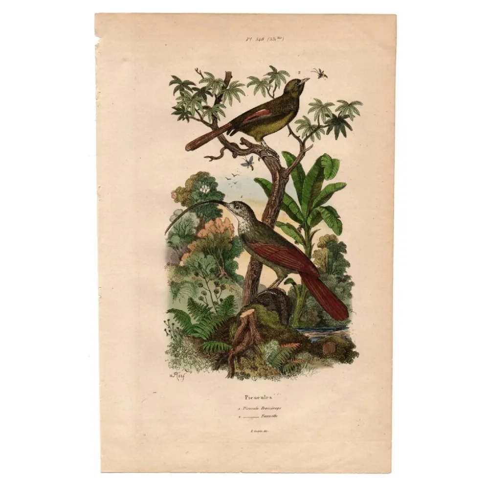 Gravure ancienne de 1839 - Picucules par A.Fries