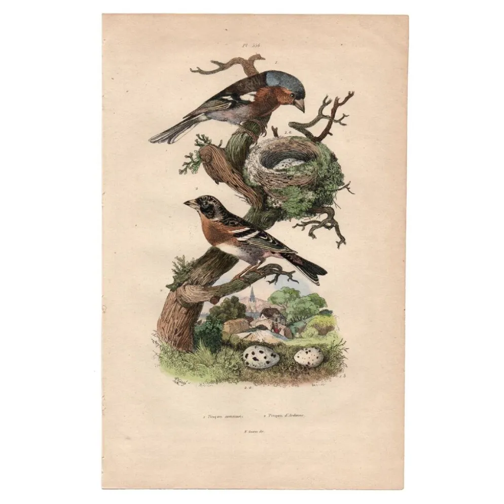 Gravure ancienne de 1839 - Pinson par A.Fries. planche oiseau et botanique