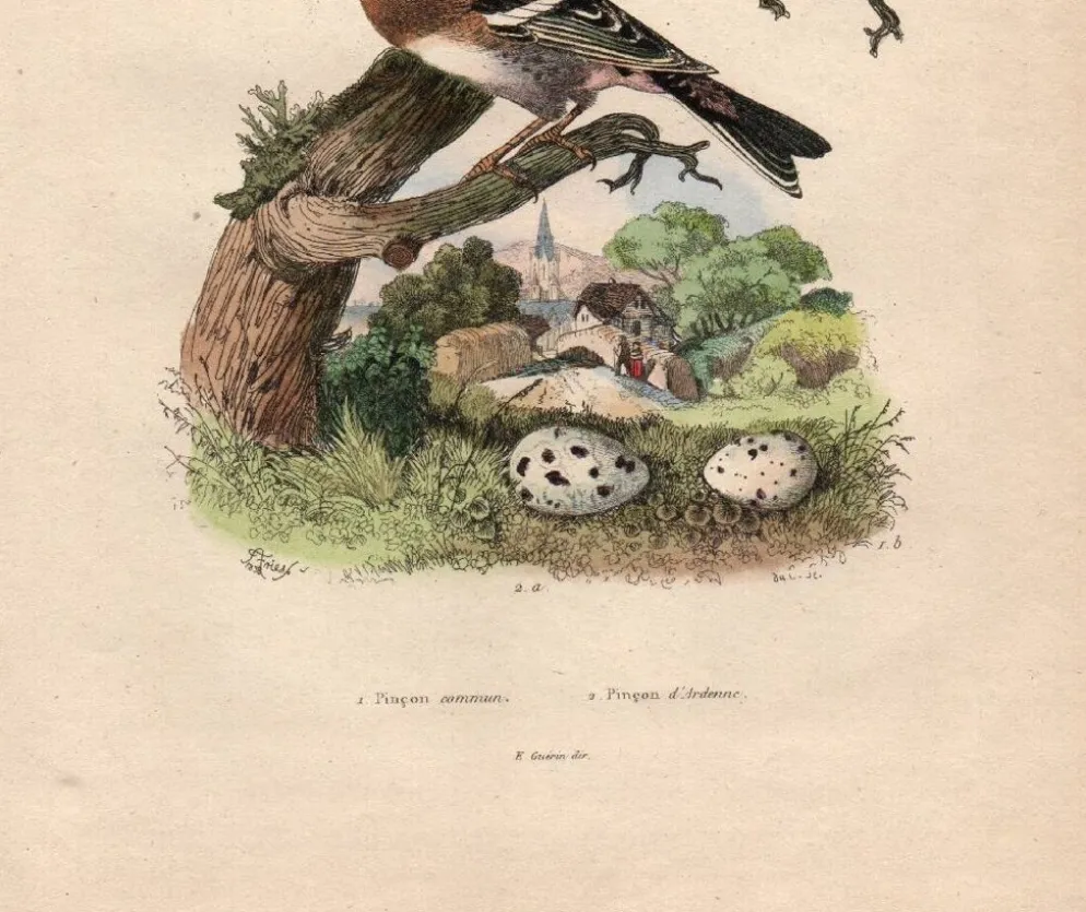 Gravure ancienne de 1839 - Pinson par A.Fries. planche oiseau et botanique