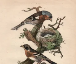 Gravure ancienne de 1839 - Pinson par A.Fries. planche oiseau et botanique