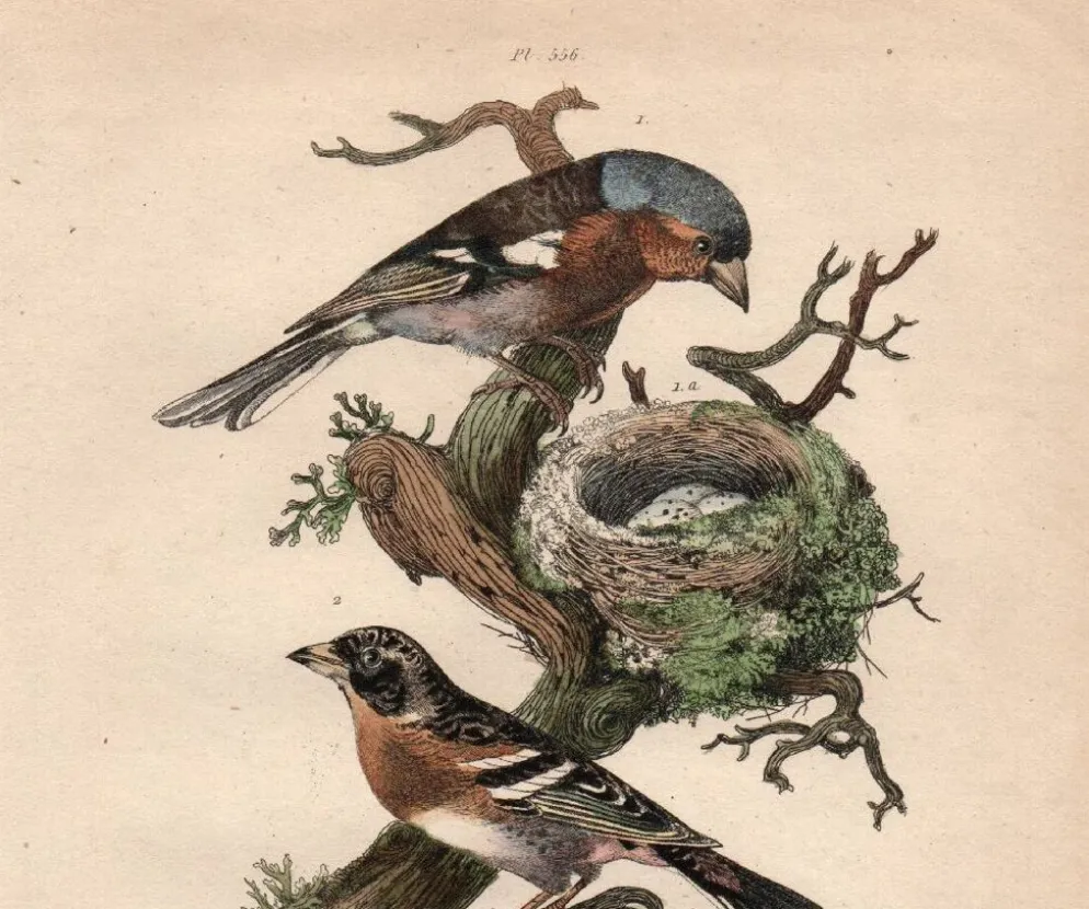 Gravure ancienne de 1839 - Pinson par A.Fries. planche oiseau et botanique