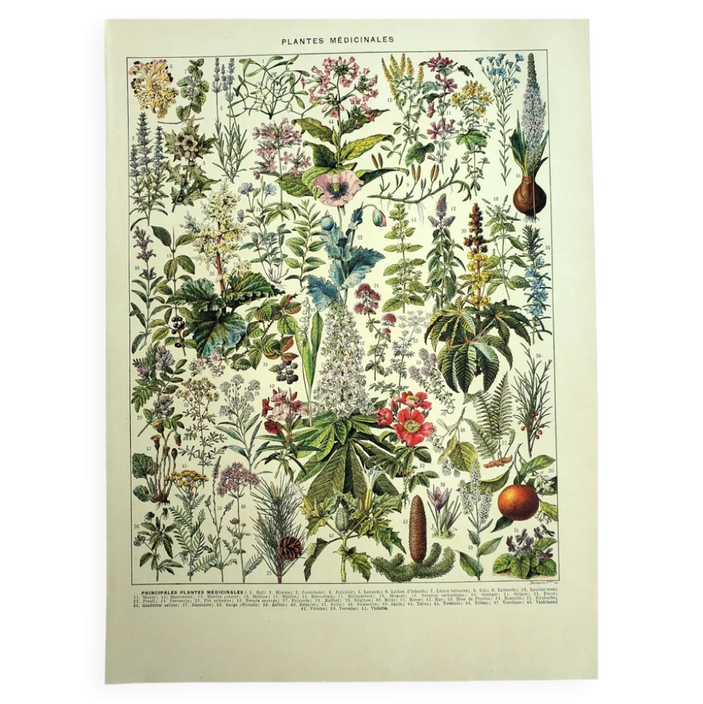 Gravure ancienne de 1928 - Plantes médicinales (2) par Millot. botanique