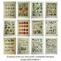 Gravure ancienne de 1928 - Plantes médicinales (2) par Millot. botanique