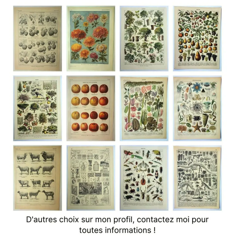 Gravure ancienne de 1928 - Plantes médicinales (2) par Millot. botanique