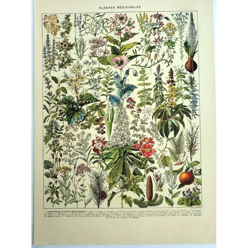 Gravure ancienne de 1928 - Plantes médicinales (2) par Millot. botanique