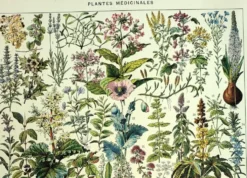 Gravure ancienne de 1928 - Plantes médicinales (2) par Millot. botanique