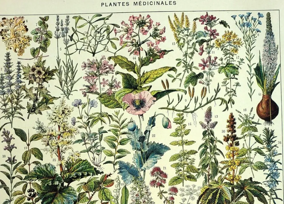 Gravure ancienne de 1928 - Plantes médicinales (2) par Millot. botanique