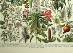 Gravure ancienne de 1928 - Plantes médicinales (2) par Millot. botanique