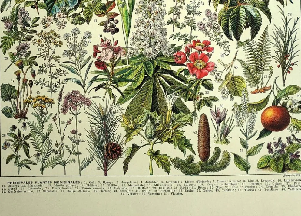 Gravure ancienne de 1928 - Plantes médicinales (2) par Millot. botanique