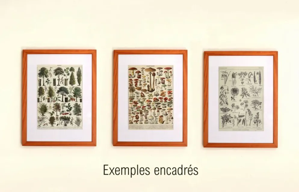 Gravure ancienne de 1928 - Plantes médicinales (2) par Millot. botanique