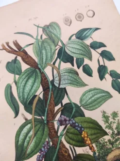 Gravure ancienne de 1839 - Poivrier- Lithographie colorée manuellement