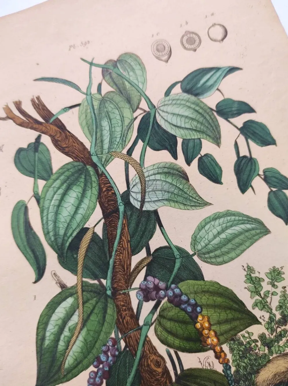 Gravure ancienne de 1839 - Poivrier- Lithographie colorée manuellement