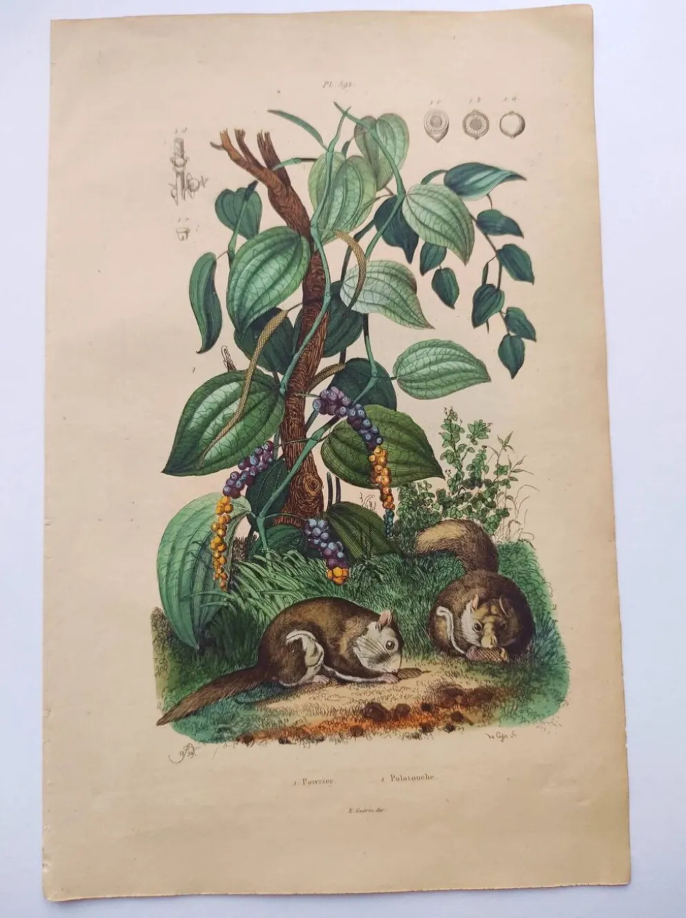 Gravure ancienne de 1839 - Poivrier- Lithographie colorée manuellement