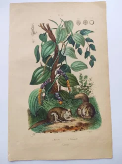 Gravure ancienne de 1839 - Poivrier- Lithographie colorée manuellement