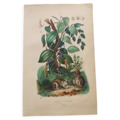 Gravure ancienne de 1839 - Poivrier- Lithographie colorée manuellement