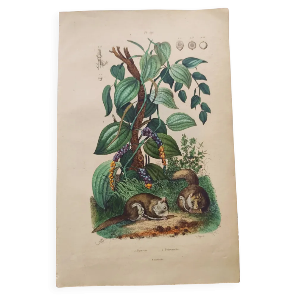 Gravure ancienne de 1839 - Poivrier- Lithographie colorée manuellement