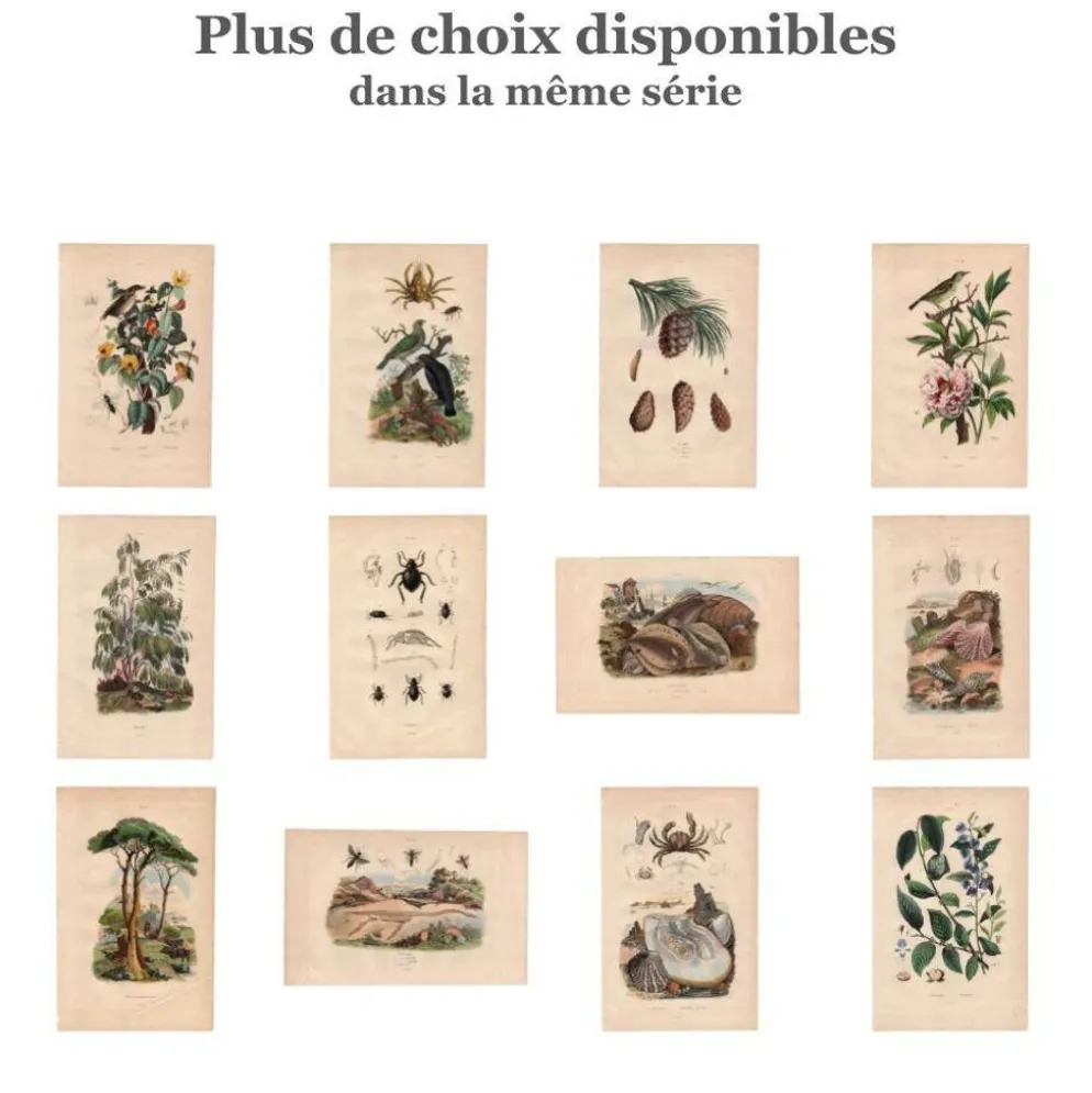 Gravure ancienne de 1839 - Poivrier- Lithographie colorée manuellement