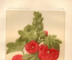 Gravure ancienne de 1889 - Rose trémière. Lithographie florale rouge fleur