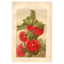 Gravure ancienne de 1889 - Rose trémière. Lithographie florale rouge fleur