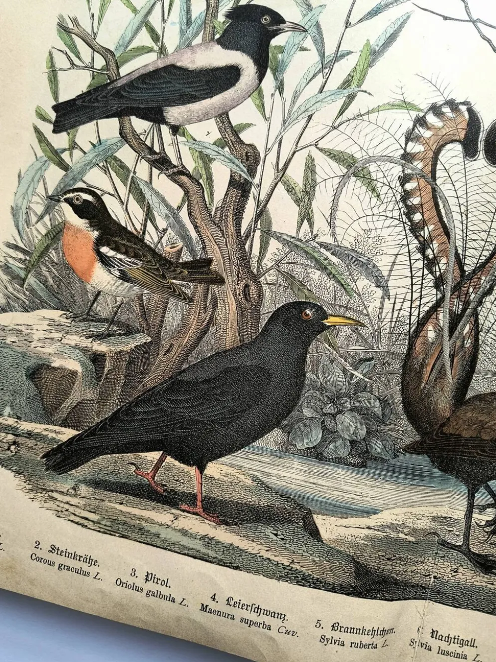 Gravure ancienne de 1886- Rossignol et oiseaux- Lithographie nature vintage