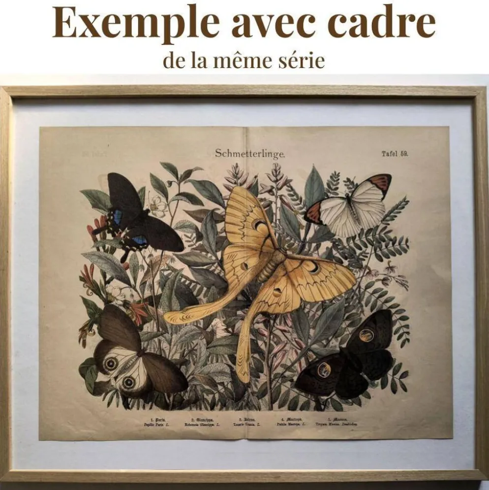 Gravure ancienne de 1886- Rossignol et oiseaux- Lithographie nature vintage