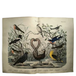 Gravure ancienne de 1886- Rossignol et oiseaux- Lithographie nature vintage