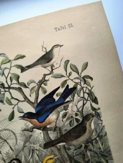 Gravure ancienne de 1886- Rossignol et oiseaux- Lithographie nature vintage