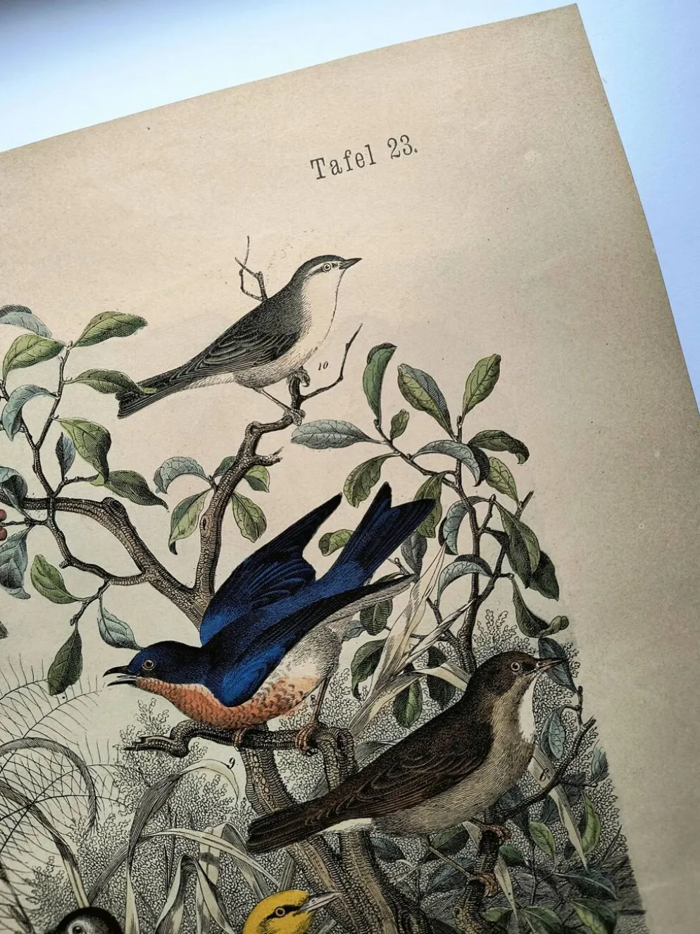 Gravure ancienne de 1886- Rossignol et oiseaux- Lithographie nature vintage