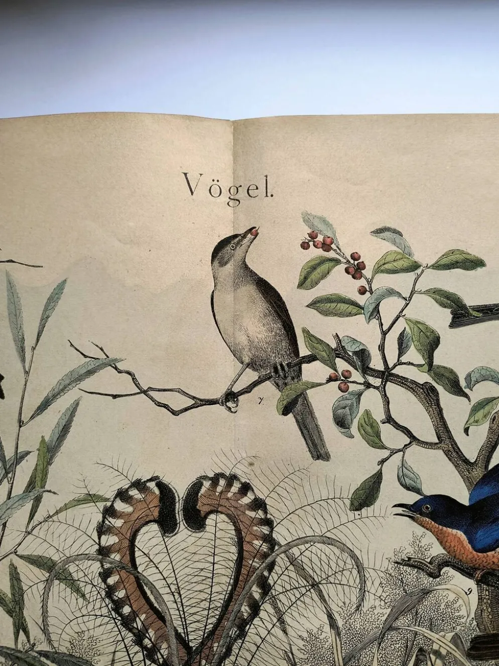 Gravure ancienne de 1886- Rossignol et oiseaux- Lithographie nature vintage