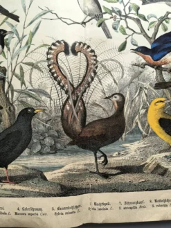 Gravure ancienne de 1886- Rossignol et oiseaux- Lithographie nature vintage