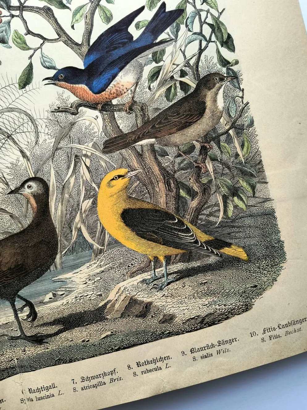 Gravure ancienne de 1886- Rossignol et oiseaux- Lithographie nature vintage