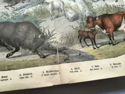 Gravure ancienne de 1886 - Vache, mouton et chèvre - Lithographie ferme