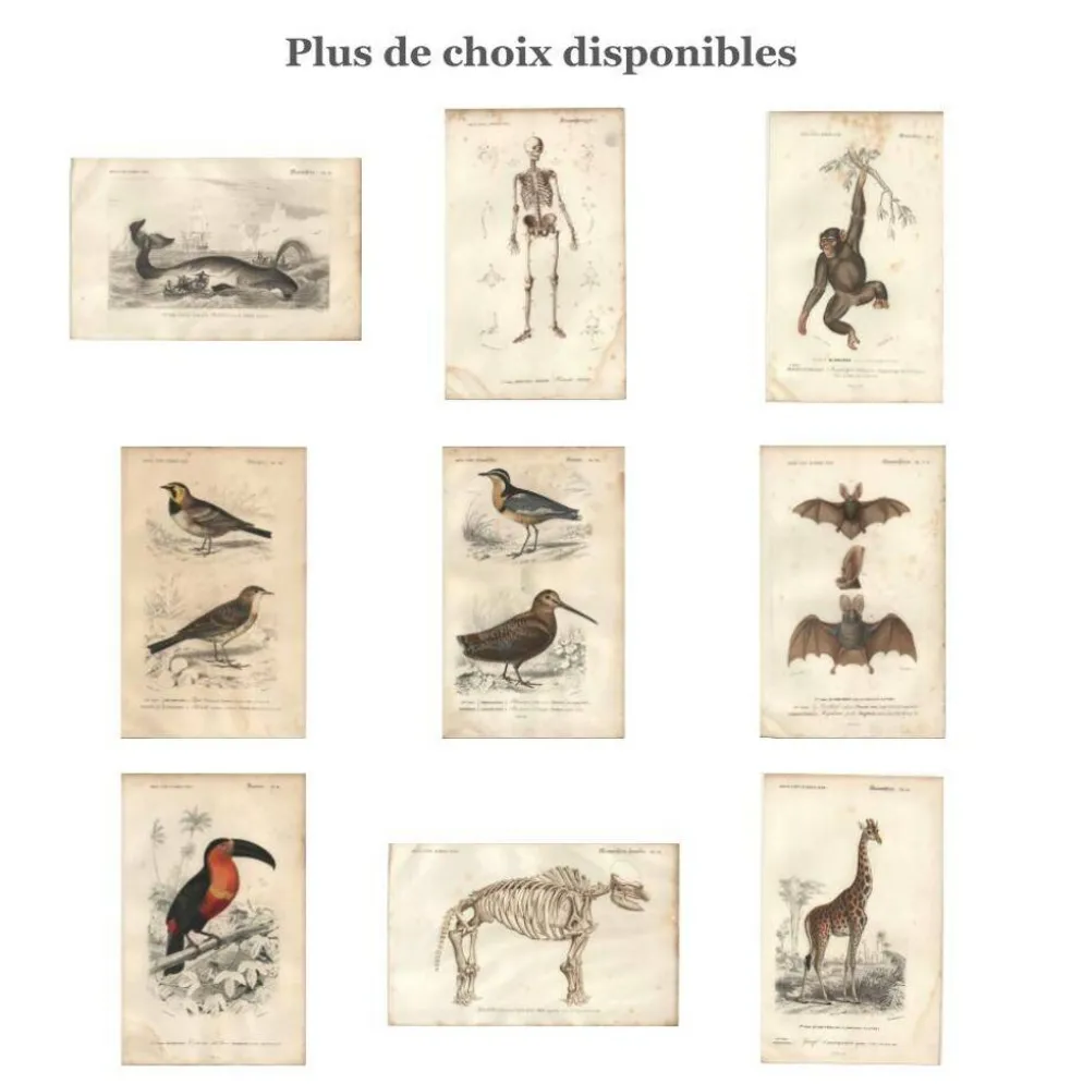 Gravure ancienne 1849 - Manucode et Coq de Roche par E. Travies