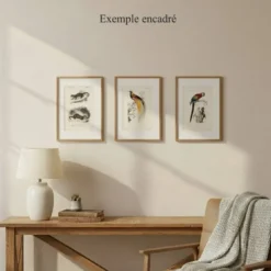 Gravure ancienne 1849 - Manucode et Coq de Roche par E. Travies