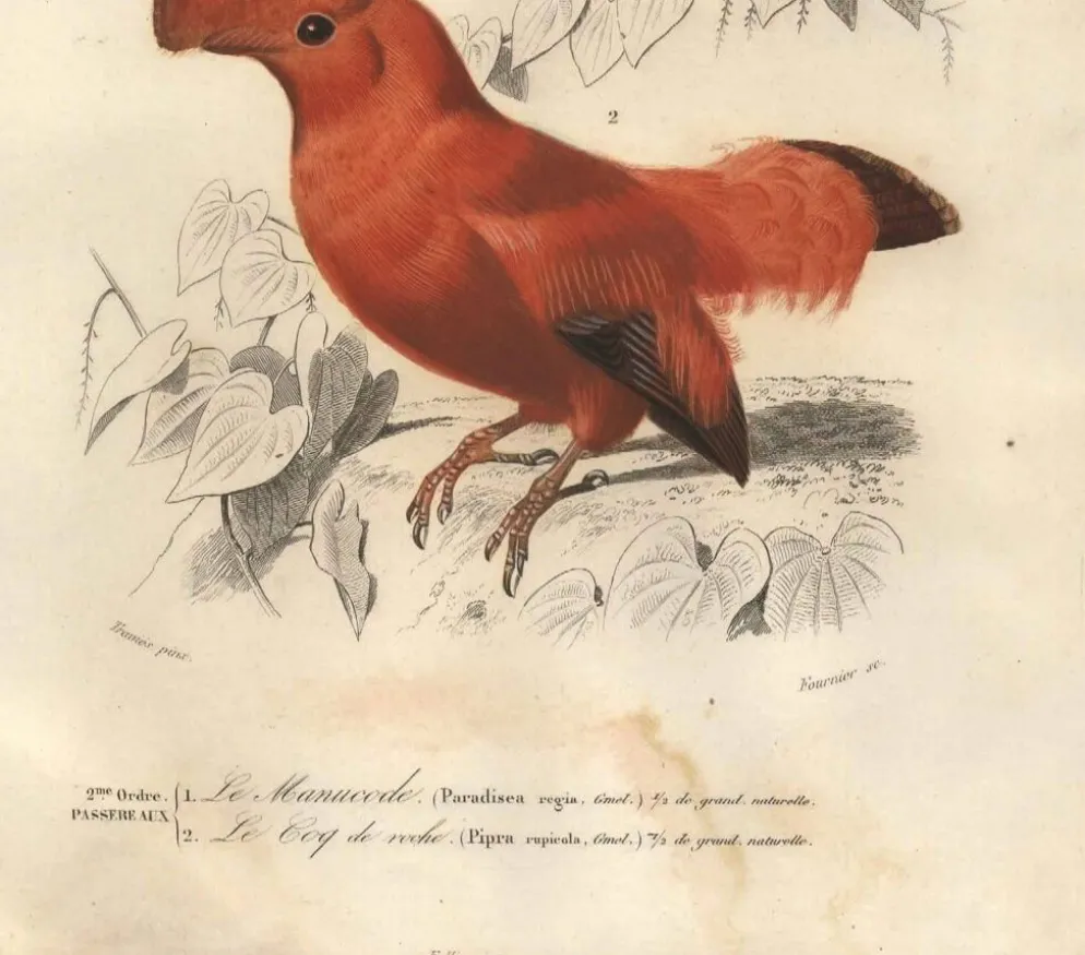 Gravure ancienne 1849 - Manucode et Coq de Roche par E. Travies