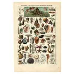 Gravure ancienne - 1923 - Mollusques, animaux marins. Lithographie vintage