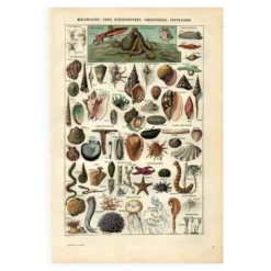 Gravure ancienne - 1923 - Mollusques, animaux marins. Lithographie vintage