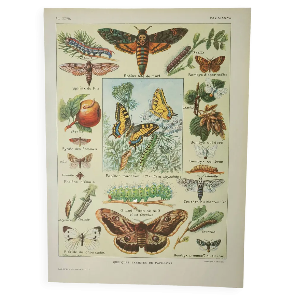 Gravure ancienne 1922, Papillon, chenille, insectes, ntomologie • Lithographie, illustration origina