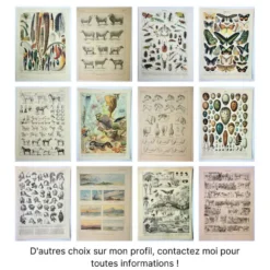 Gravure ancienne 1922, Papillon, chenille, insectes, ntomologie • Lithographie, illustration origina