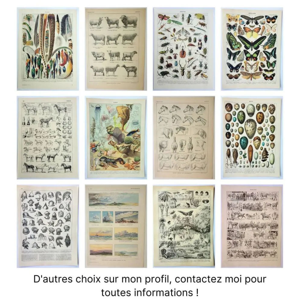 Gravure ancienne 1922, Papillon, chenille, insectes, ntomologie • Lithographie, illustration origina