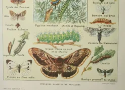Gravure ancienne 1922, Papillon, chenille, insectes, ntomologie • Lithographie, illustration origina