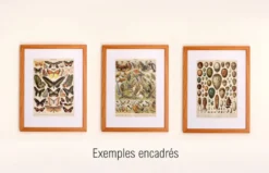 Gravure ancienne 1922, Papillon, chenille, insectes, ntomologie • Lithographie, illustration origina