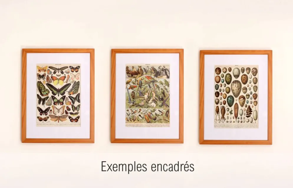 Gravure ancienne 1922, Papillon, chenille, insectes, ntomologie • Lithographie, illustration origina