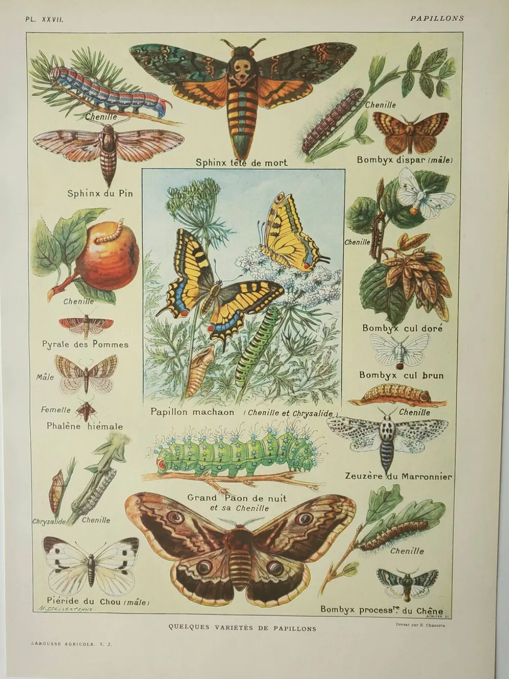 Gravure ancienne 1922, Papillon, chenille, insectes, ntomologie • Lithographie, illustration origina