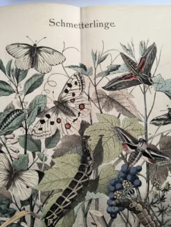 Gravure ancienne 1886 - Papillons européens (3). Chromo lithographie XIX