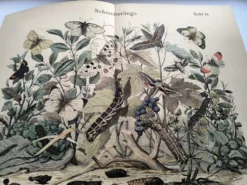 Gravure ancienne 1886 - Papillons européens (3). Chromo lithographie XIX